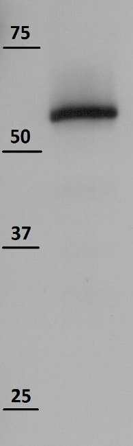 western blot using anti-TROL antibodies